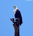 Picture Title - African Fish Eagle