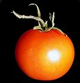 Picture Title - Tomato.