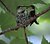 Rubythroated Hummingbird feeding Chicks