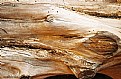 Picture Title - Stripped Wood