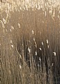 Picture Title - Marsh Grass