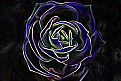 Picture Title - Neon Rose