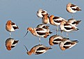 Picture Title - Reflections of the Baylands