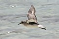 Picture Title - flying grey plover