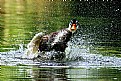 Picture Title - The duck