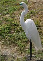 Picture Title - Egret