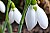 snowdrop