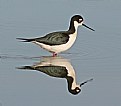 Picture Title - Black-necked Stilt Reflection