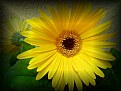 Picture Title - Gerbera