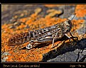 Picture Title - Brown Locust