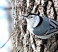 Picture Title - Nuthatch