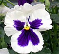 Picture Title - white pansy