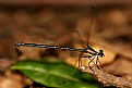 Picture Title - Dragonfly.