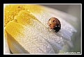 Picture Title - Lady Bug