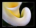 Picture Title - Calla