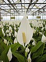 Picture Title - Peace lily