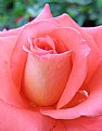 Picture Title - Rose