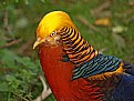 Picture Title - Male Golden Pheasant