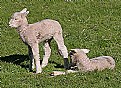 Picture Title - New Born Lambs