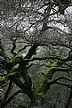 Picture Title - Old Moss Covered Oak