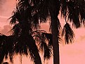 Picture Title - Florida Colors