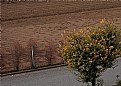 Picture Title - field