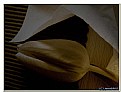 Picture Title - Tulip and Tissue