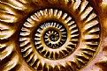 Picture Title - Ammonite Fossil  -2