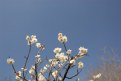 Picture Title - white plum blossoms