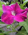 Picture Title - Purple flower