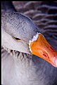 Picture Title - goose close-up