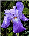 Picture Title - Iris In The Rain