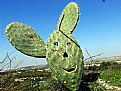 Picture Title - cactus