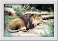 Picture Title - Sleeping Lion