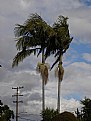 Picture Title - windy day