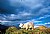 sheep in himalayas