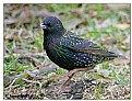 Picture Title - Dancing Starling