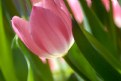 Picture Title - Tulip XVII