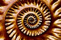 Picture Title - Ammonite Fossil -3