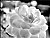 White minirose 