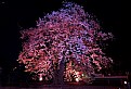 Picture Title - Going to see cherry blossoms at night