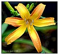 Picture Title - Gold lily