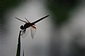 Picture Title - Dragonfly1