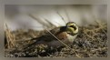 Picture Title - Hungry Lark