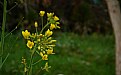 Picture Title - Yellow Flower