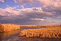 Picture Title - On Golden Marsh