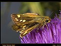 Picture Title - Common Hottentot Skipper