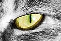 Picture Title - Cat Eye