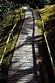 Picture Title - A green alley