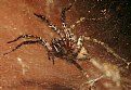 Picture Title - Funnel Web Spider